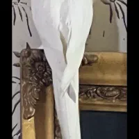 عروس هلندی گمشده