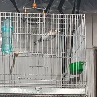 سهره ها همه تکثیر قفس