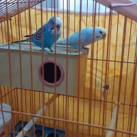 مرغ عشق مولد