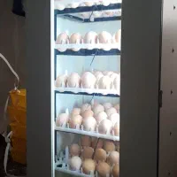 دستگاه جوجه کشی