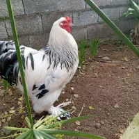 تخم برهما لایت غول پیکر|حیوانات مزرعه|سنگر, |دیوار