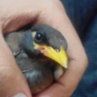 جوجه مینا سخنگو