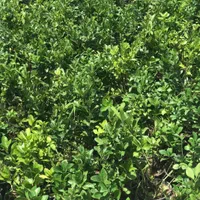 شمشاد سبز گلدانی ریشه پر با کیفیت فقط۲۰|خدمات باغبانی و درختکاری|تهران, شهرک استقلال|دیوار