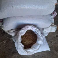 نخود قرمز بذری