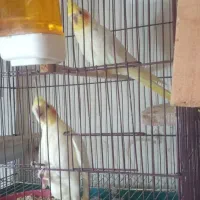 عروس بالغ|پرنده|نکا, |دیوار