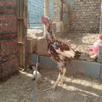 لاری
