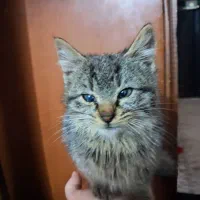 واگذاری بچه گربه نر دو ماهه