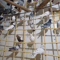 کبوتر پرنده|پرنده|قزوین, |دیوار