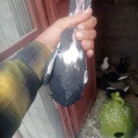 کفتر|پرنده|راین, |دیوار