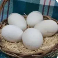 تخم غاز نطفه دار فروشی