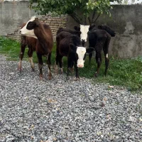 چهار راس گوساله ماده راسی ۳۲|حیوانات مزرعه|بندر ترکمن, |دیوار