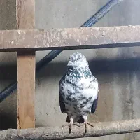 کبوتر پرشی ساعت بالای هفت ساعت