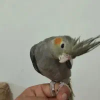 جوجه عروس فقط400|پرنده|قیدار, |دیوار