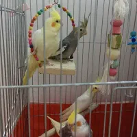 عروس هلندی مولد