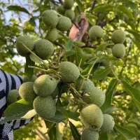 صنوبر ،کبوده|خدمات باغبانی و درختکاری|مرند, |دیوار