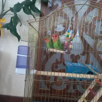 یک جفت طوطی برزیلی