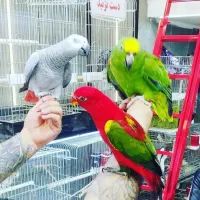 طوطی، راهب ،کاکادو، لوری، آمازون