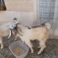 بیک نر چاق