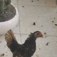 خروس چینی|حیوانات مزرعه|بندرعباس, |دیوار