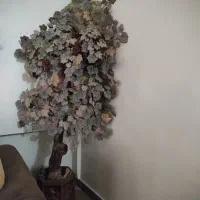 درختچه انگور