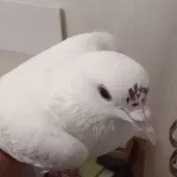 کفتر گم شده