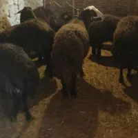 بره نره چاق