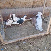 کفتر|پرنده|اسفراین, |دیوار