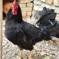 خروس مشکی|حیوانات مزرعه|گلپایگان, |دیوار