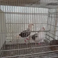 کفتر ساعتی پرشی