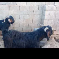 سه راس نر بز