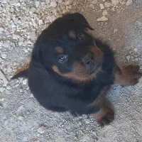 سگ رتوایلر|سگ|بهشهر, |دیوار