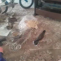 مینا جوان باهوش دستی|پرنده|زرقان, |دیوار