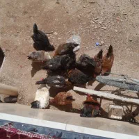 مرغ تخمگذار محلی