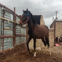 کره مادیان خود یورقه