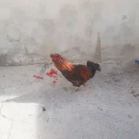 خروس