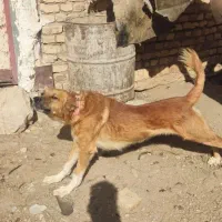 دو عدد سگ گله ای برادر چهارده ماهه|سگ|اسفراین, |دیوار