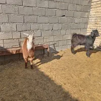 بزغاله (بره) (میش)