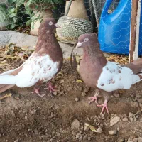 جفت کفتر سینه سرخ|پرنده|شیراز, پودنک|دیوار