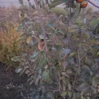 باغچه ۳۵۰ متری ۵۰۰متری|فروش زمین و ملک کلنگی|رامجین, |دیوار