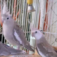 جفت عروس هلندی وایت فیس همراه با قفس بزرگ و تخم