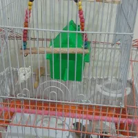 ۴ عدد فنچ بهمراه ۴ عدد تخم بهمراه قفس خاص|پرنده|تهران, شمشیری|دیوار