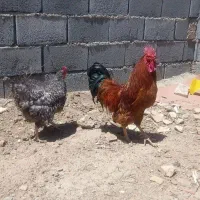 مرغ وخروس
