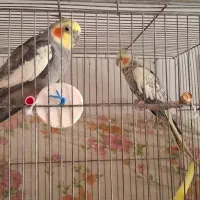 عروس مولد و دستی