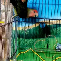 مرغ عشق کوتوله فنچ عروس هلندی|پرنده|قم, نخودی|دیوار