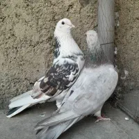 یکجفت کبوتر کفتر شازده خال سرور هما تضمینی