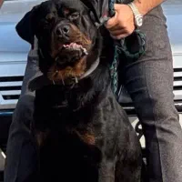 توله روت شجره دار