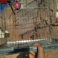 سهره قناری دهن دار