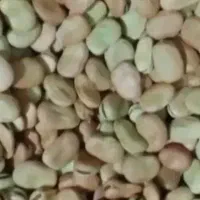 باقلا بذر برکت وهیستال درجه یک جهت کشت وخوراک|خدمات باغبانی و درختکاری|گرگان, |دیوار