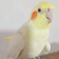 مرغ عروس دستی