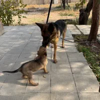 توله سگ سرابی ژرمن|سگ|تهران, جوادیه|دیوار